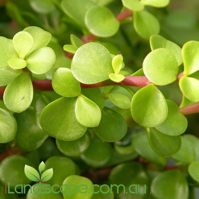 Portulacaria afra (small leaf Jade) - online