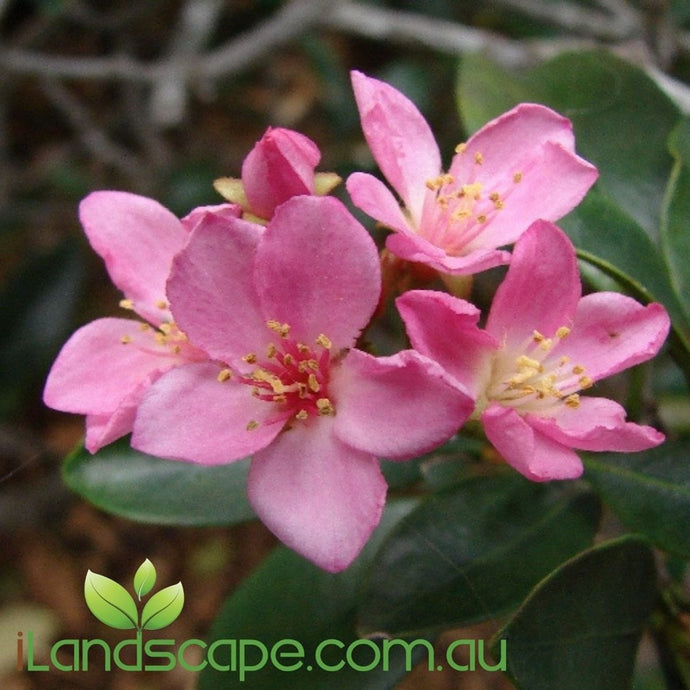 Rhaphiolepis Apple Blossom - online