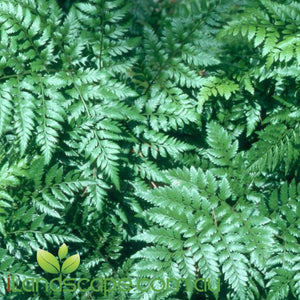 Rumohra adiantiformis - Leatherleaf fern - online