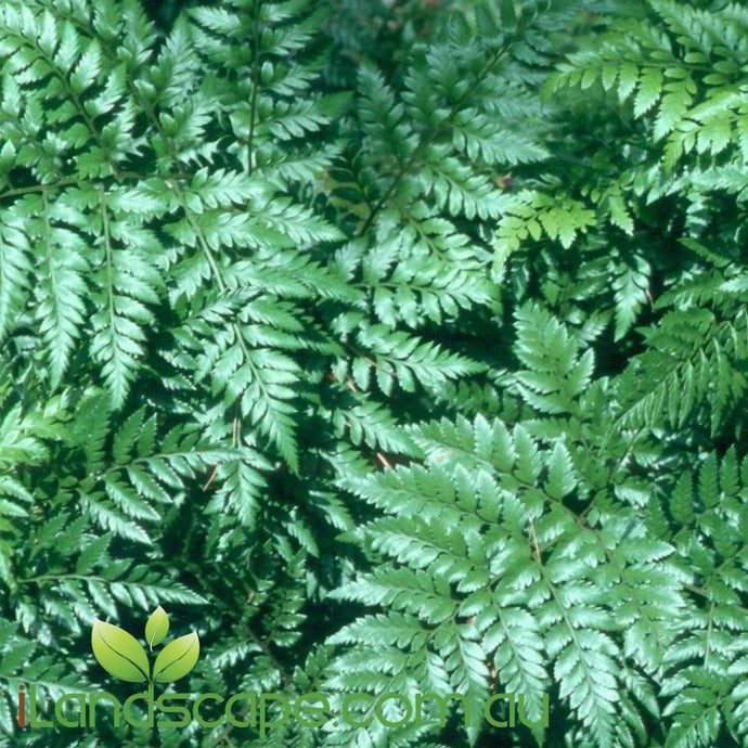Rumohra adiantiformis - Leatherleaf fern - online