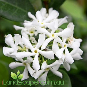 Trachelospermum jasmenoides - online