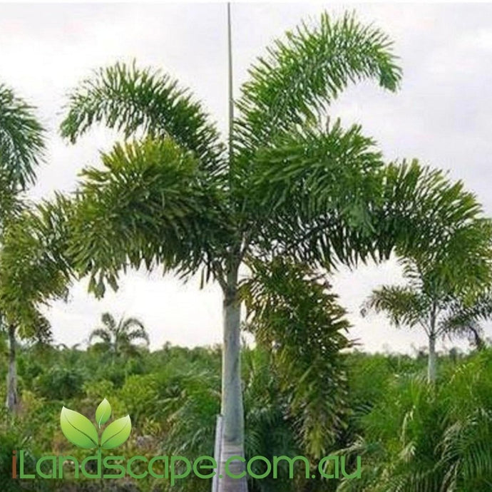 Wodyetia Bifurcata (Foxtail Palm) - online