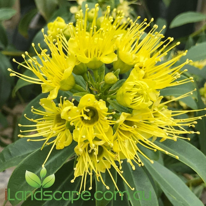 Xanthostemon Chrysanthus - Golden Penda - online