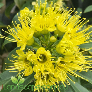 Xanthostemon chrysanthus Little Goldie  - online