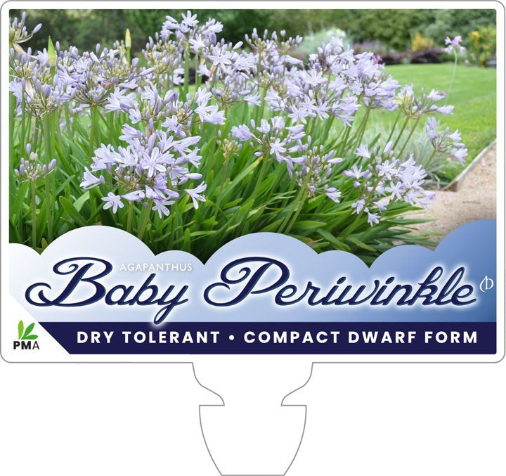Agapanthus Baby Periwinkle