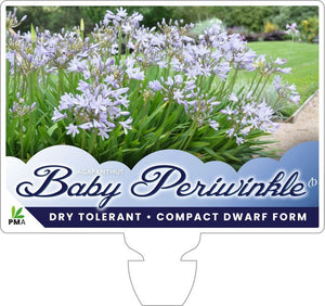 Agapanthus Baby Periwinkle - online