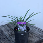 Agapanthus Bella TM