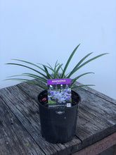 Agapanthus Bella TM - online