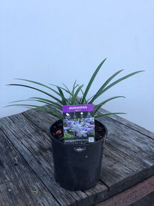 Agapanthus Bella TM - online