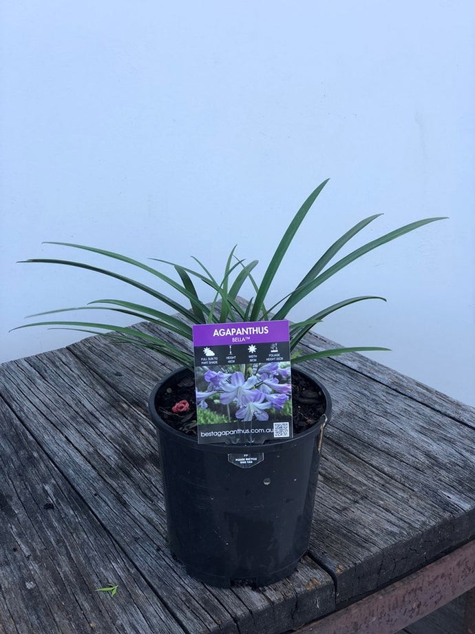 Agapanthus Bella TM - online