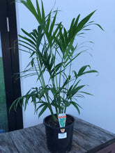 Chamaedorea Atrovirens (Cascade palm) - online