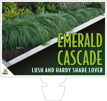 Liriope Emerald Cascade - Online
