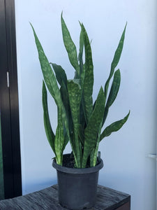 Sanseveria "Mother in Law tongue"  - online