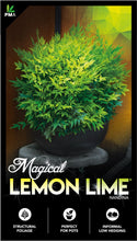 Nandina Magical Lemon Lime - online