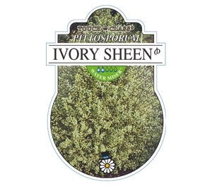 Pittosporum Ivory Sheen - Online